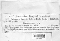 Psilospora quercus image